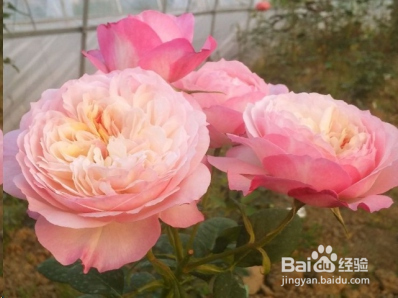 蓝妖：不可错过的经典灌木月季品种介绍