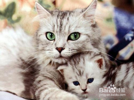 猫咪家庭体检指南!怎么检查你家猫咪的健康状况