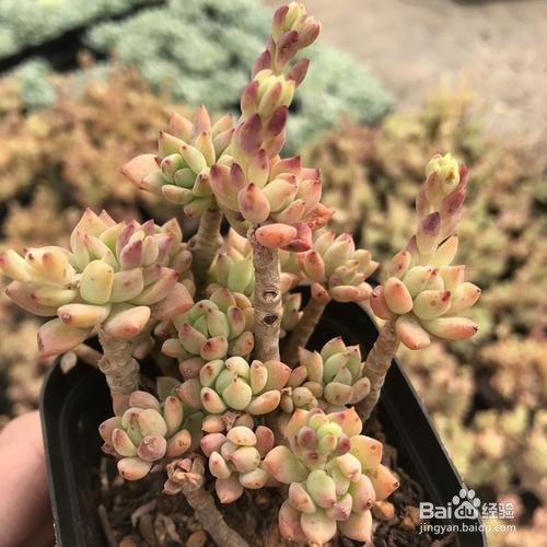 西瓜宝珠多肉养殖方法