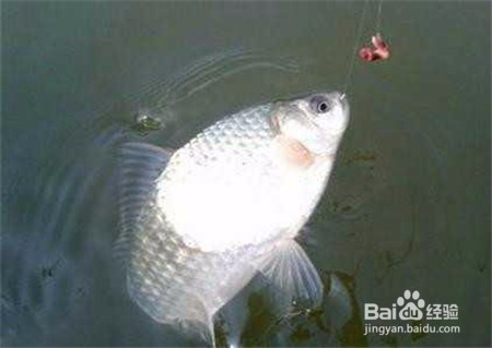 秋季钓鲫鱼的方法