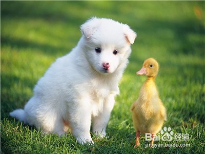 怎么训练狗狗护主