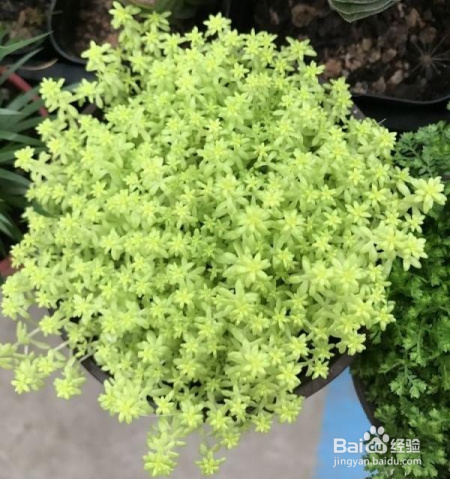 这些植物新手也可以养,轻松爆盆,不信你试试