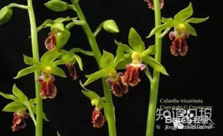 100种兰花品种图鉴，花开瞬间，艳冠群芳！