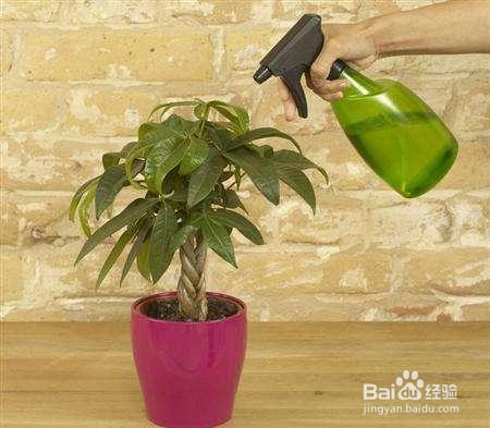 就这么做,让你家发财树叶绿枝粗,从此告别烂根!