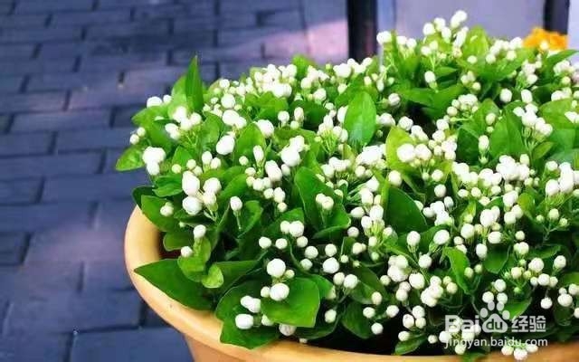 爱喝茶的花友们,试试养这几种植物