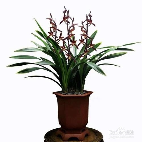 企黑墨兰种植方法