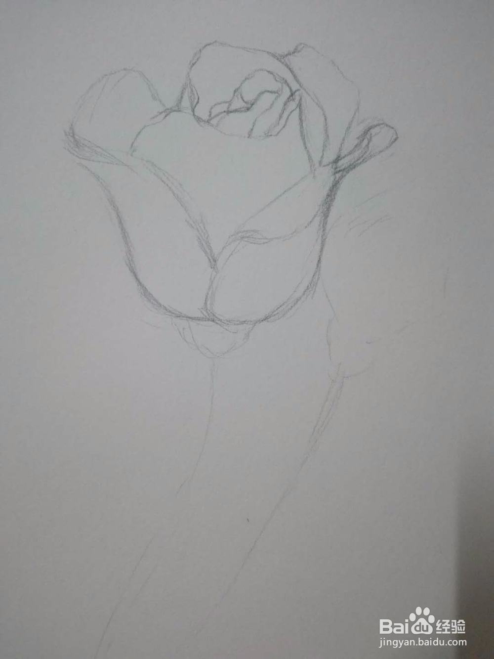 《玫瑰朵朵》手绘素描教程