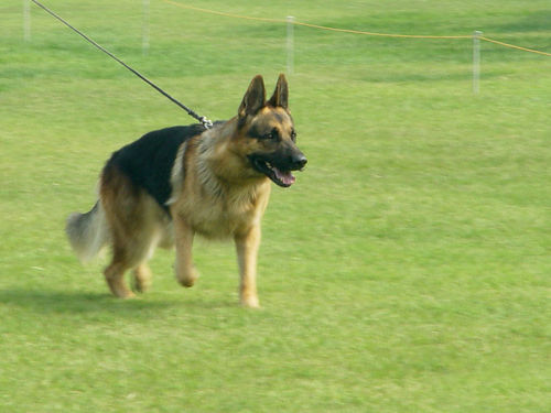 德牧发情周期又那些表现