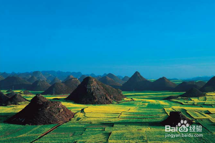 教你在罗平油菜花旅行如何选景拍照 系列5