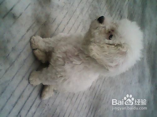 导致宠物狗比熊犬脱毛的七种疾病