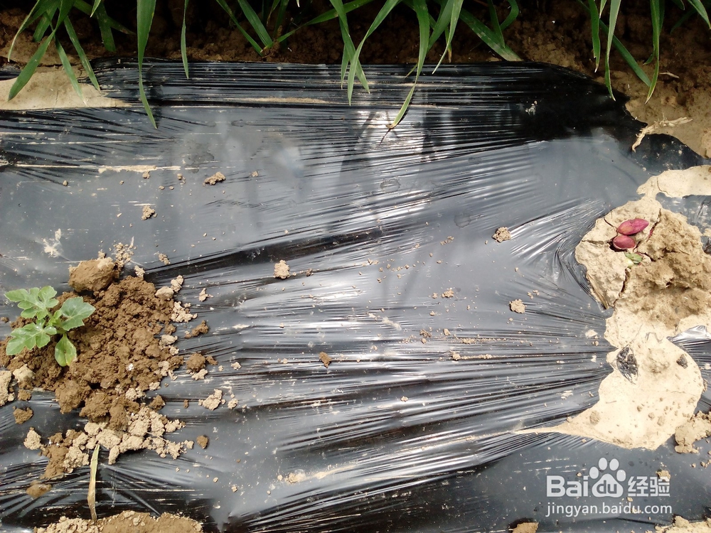 如何栽种西瓜苗