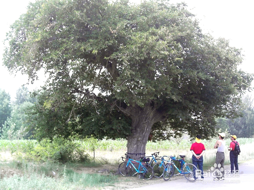 快乐骑行要点大略 -中老年朋友骑行经验