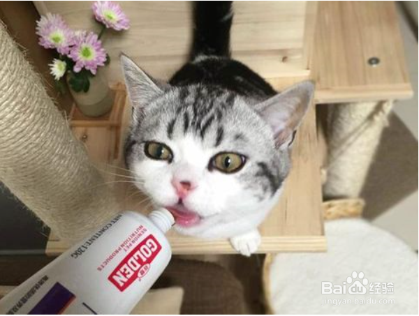 如何预防猫咪得猫藓