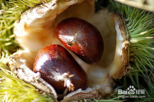 在家怎么做糖炒板栗