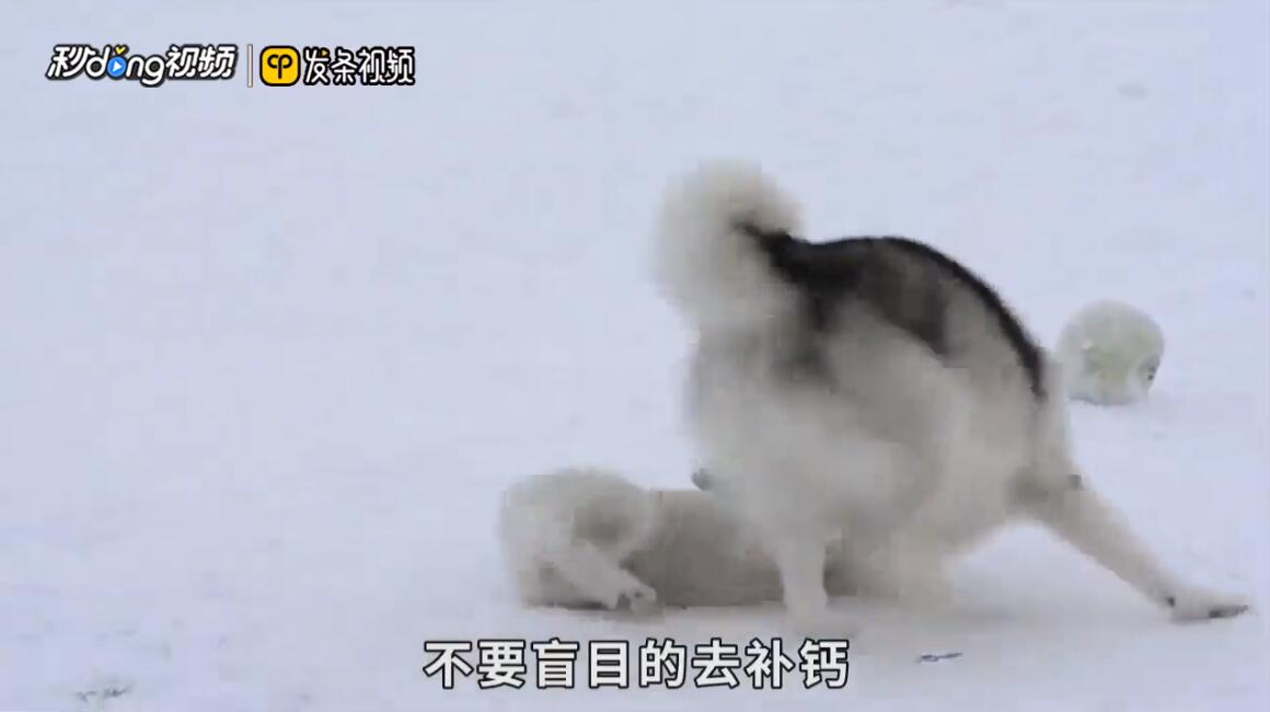 喂养阿拉斯加幼犬应注意什么