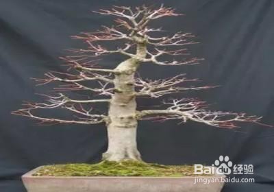 枫树盆景如何杀桩