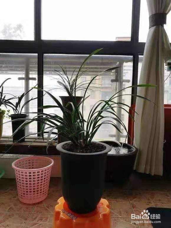 花卉换盆要警惕，方法不对白忙活，换1盆死1盆！