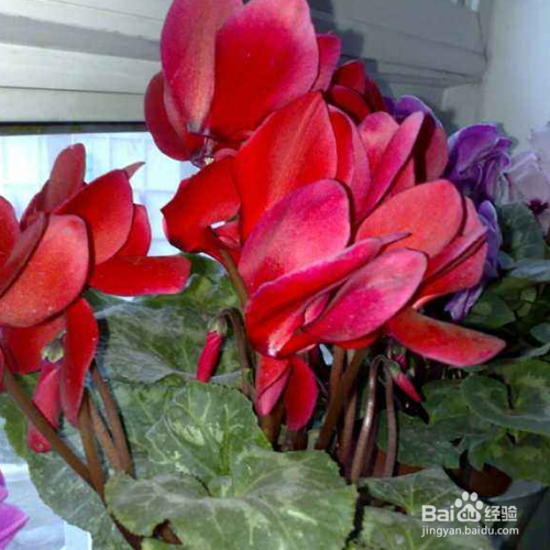 仙客来怎么养殖