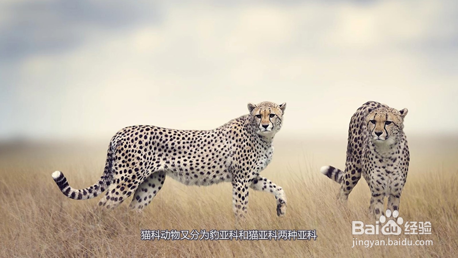 猫科动物有哪些