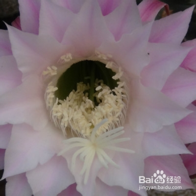 我家的仙人球养殖知识