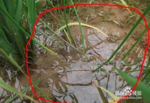 怎么准确,快速的分辨黄鳝洞