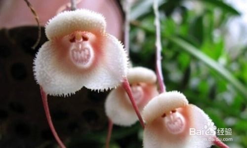 养殖兰花的心得体会