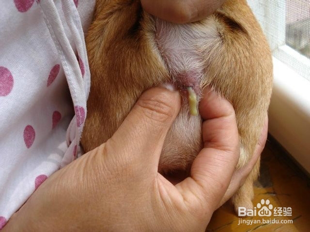 如何给狗狗挤肛门腺
