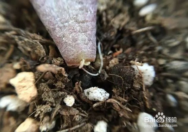 这样叶插多肉叶片轻松变成小森林！