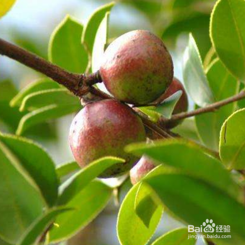 如何养殖好油茶