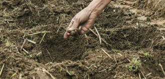 玉米的播种时间和方法