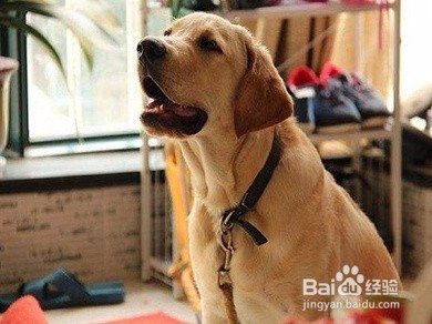 宠物狗怎么饲养:拉布拉多篇