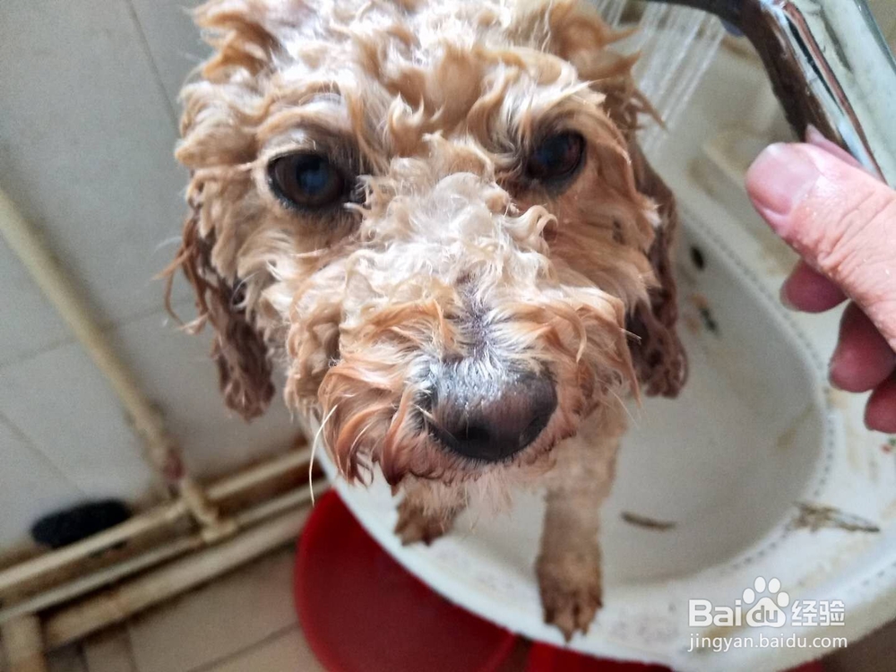 如何为家里的宠物狗洗澡