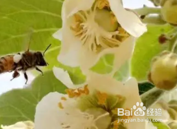 猕猴桃花粉怎样采收