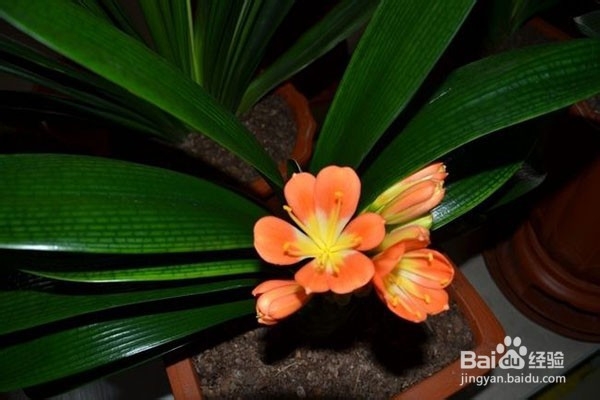 夏季盆栽烂根是什么原因