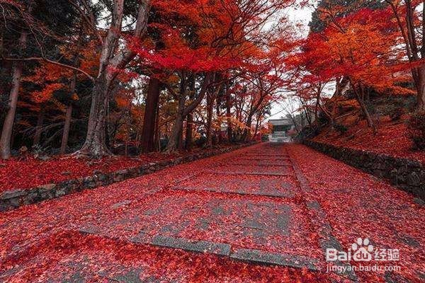 秋冬哪些地方景色好