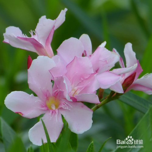 夹竹桃和桃树的区别是什么？