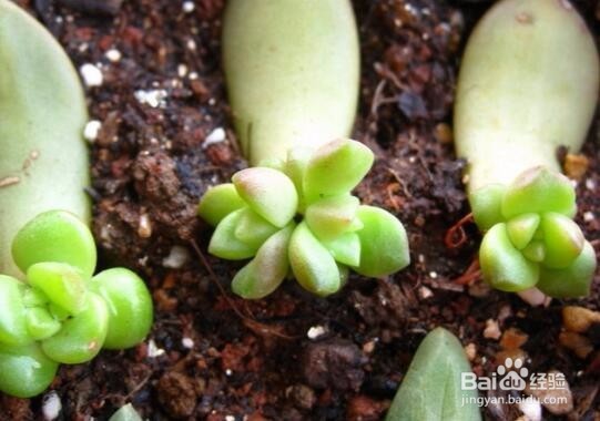 多肉植物如何养殖