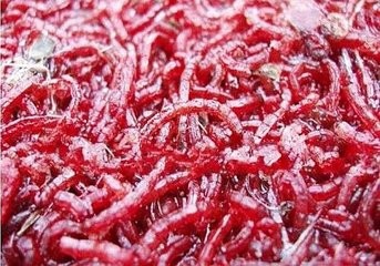 仔鱼无适口饵料怎么办?