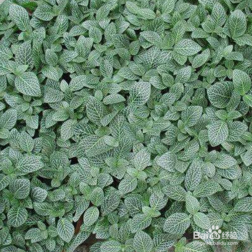 网纹草叶子蔫了应该怎么办？