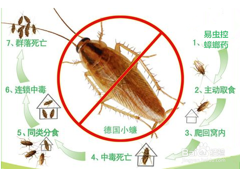 蟑螂怎么消灭干净 家庭中消灭蟑螂有效方法总结