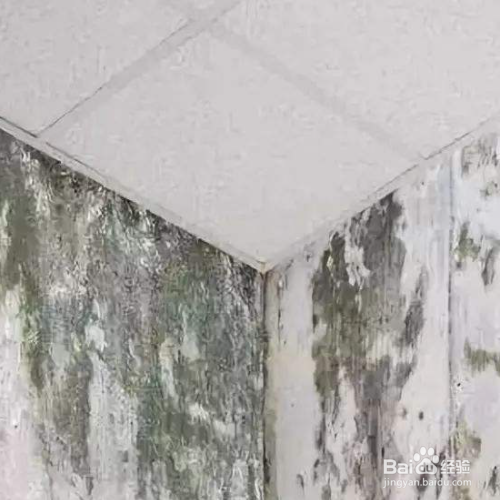 墙体发霉怎样彻底处理