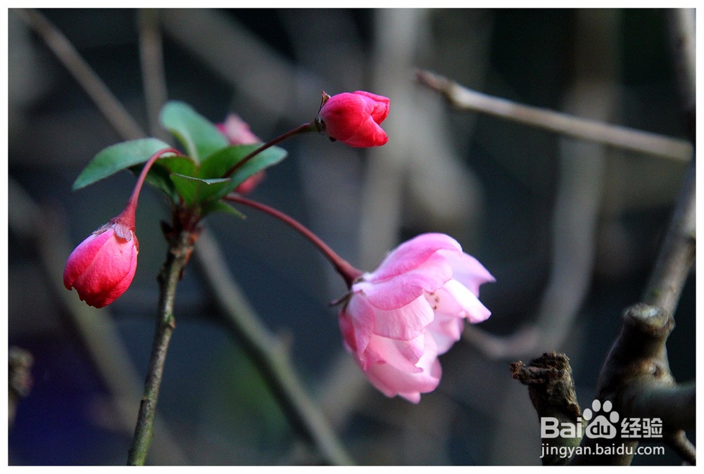 怎么拍摄公园景色