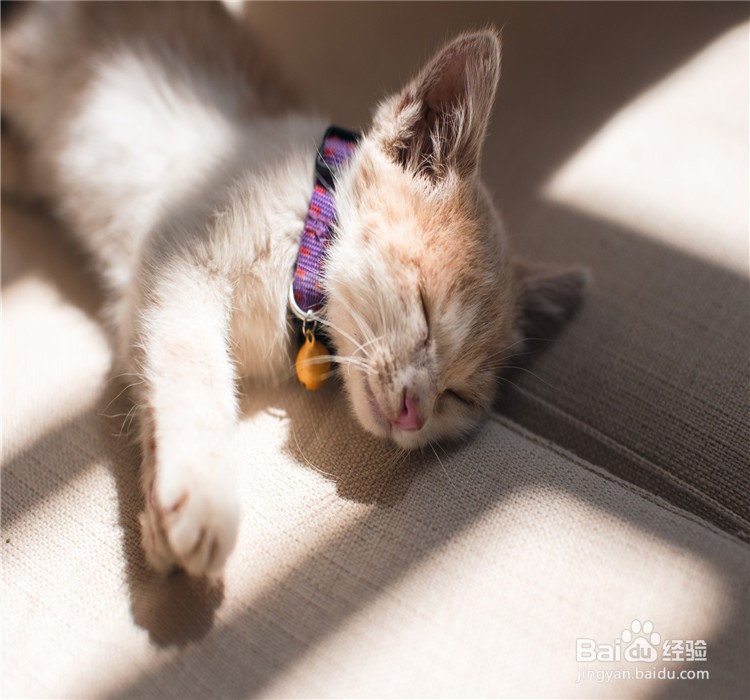 猫咪喜欢你的表现有哪些?