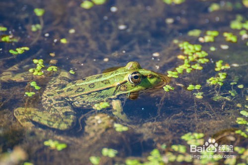 沙漠蝗灾对中国有何影响?中国怎么治理蝗灾?
