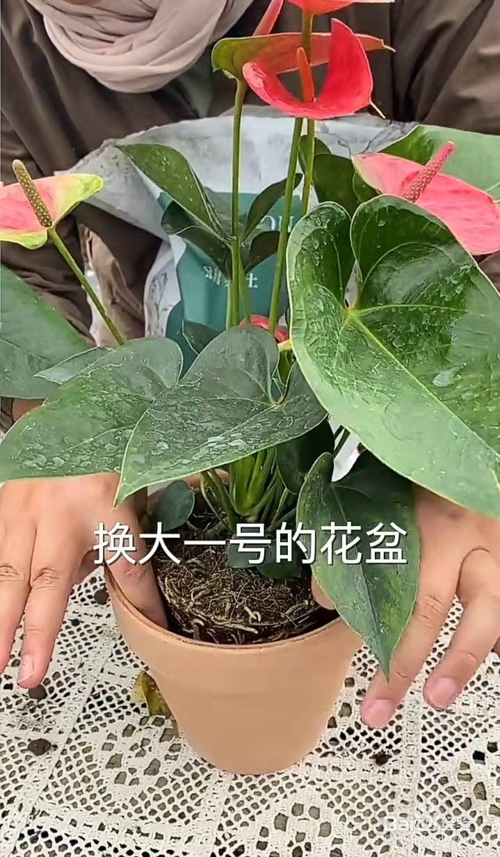 什么植物365天都在开花