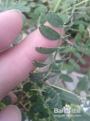 怎样撰写温室病虫害报告?