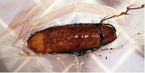 可乐桂花糯米藕