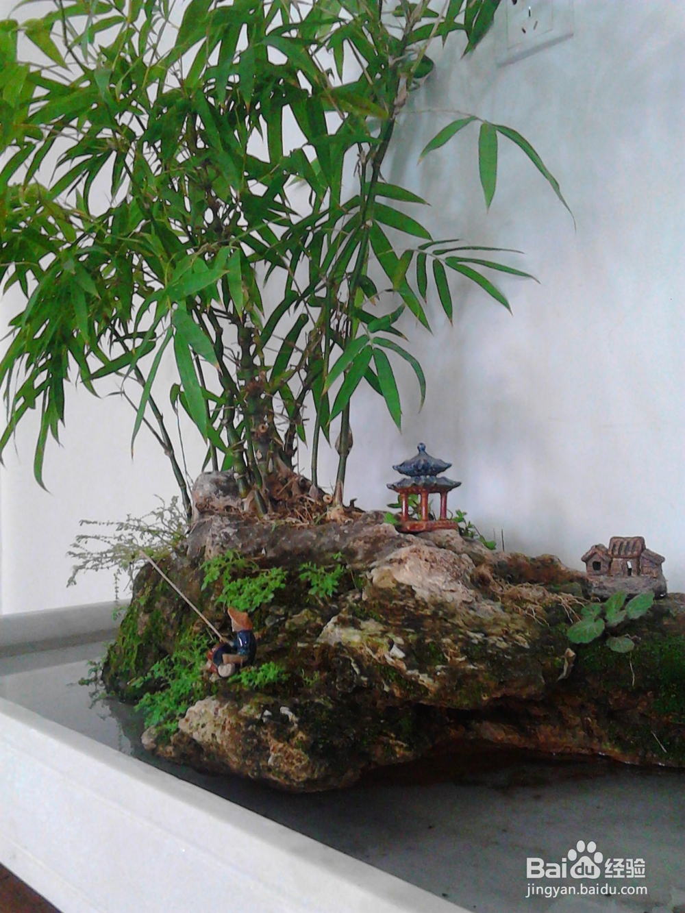 罗汉竹的养殖方法