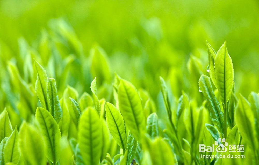 清血管的食物有哪些？