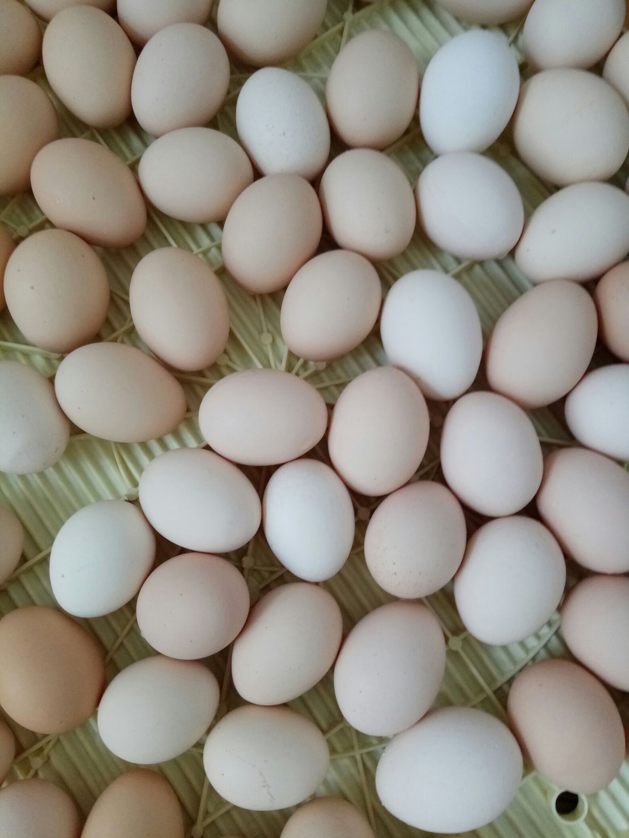 腌油鸡蛋大放送！不要舔屏幕哦！